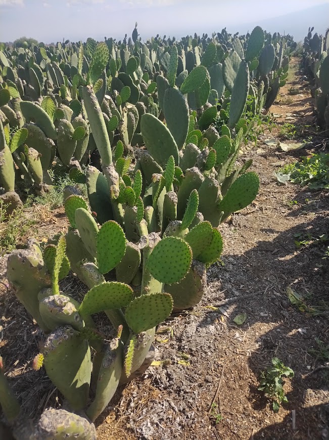 Nopal